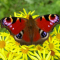 Een roodachtig bruine vlinder, grote opvallende ogen