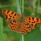 Oranje vlinder, diep gekartelde vleugels, vleugels lijken kapot