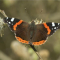 Grote zwarte vlinder, met witte vlekken en oranjerode band